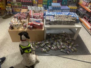 English Springer Spaniel Pippa sniffs out illegal cigarettes in a shop