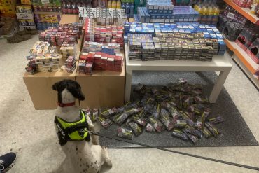 English Springer Spaniel Pippa sniffs out illegal cigarettes in a shop