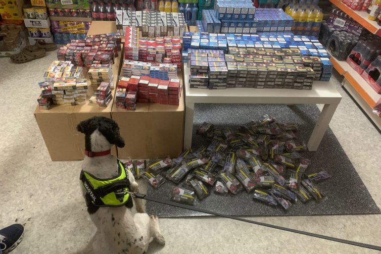 English Springer Spaniel Pippa sniffs out illegal cigarettes in a shop