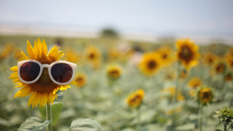 summer - sunflowers, sunglasses