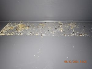 Mice droppings and feed debris on a work surface