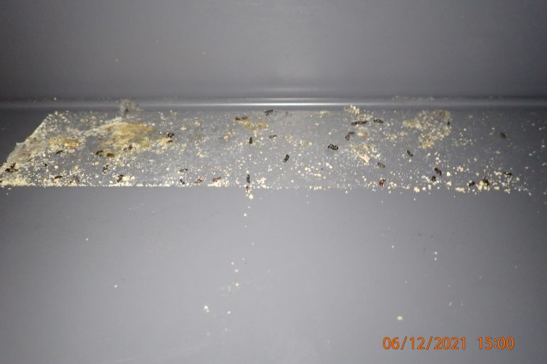 Mice droppings and feed debris on a work surface