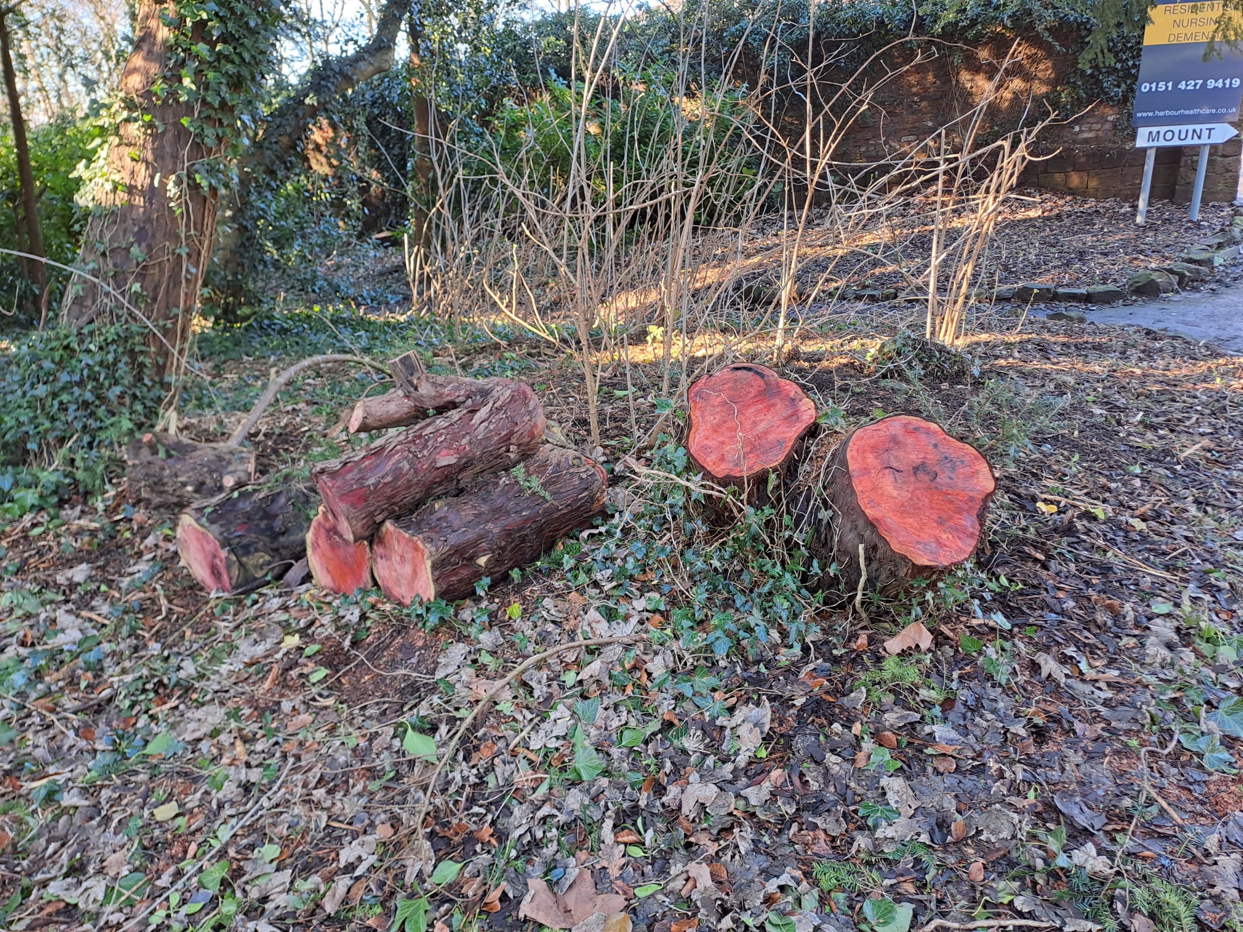 Logs lying on the ground from a felled tree