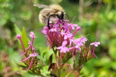A carder bee on pink flowers from a valerian